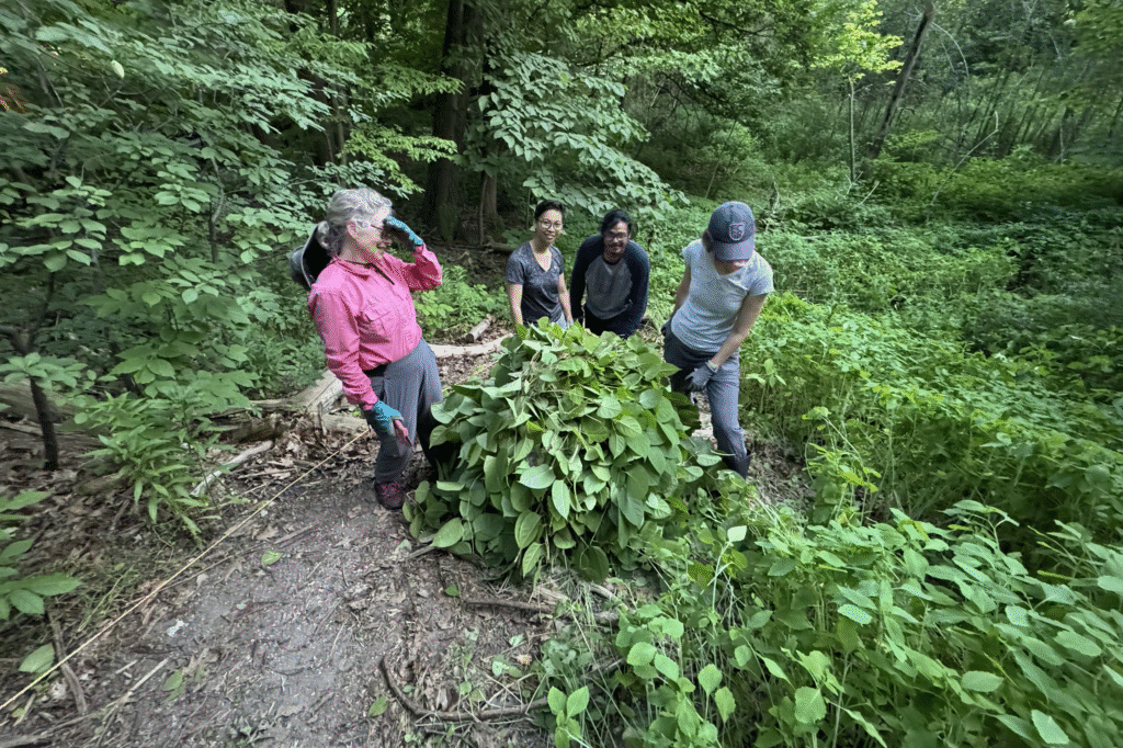 Four people gather around a leafy plant on a forest trail, examining it.