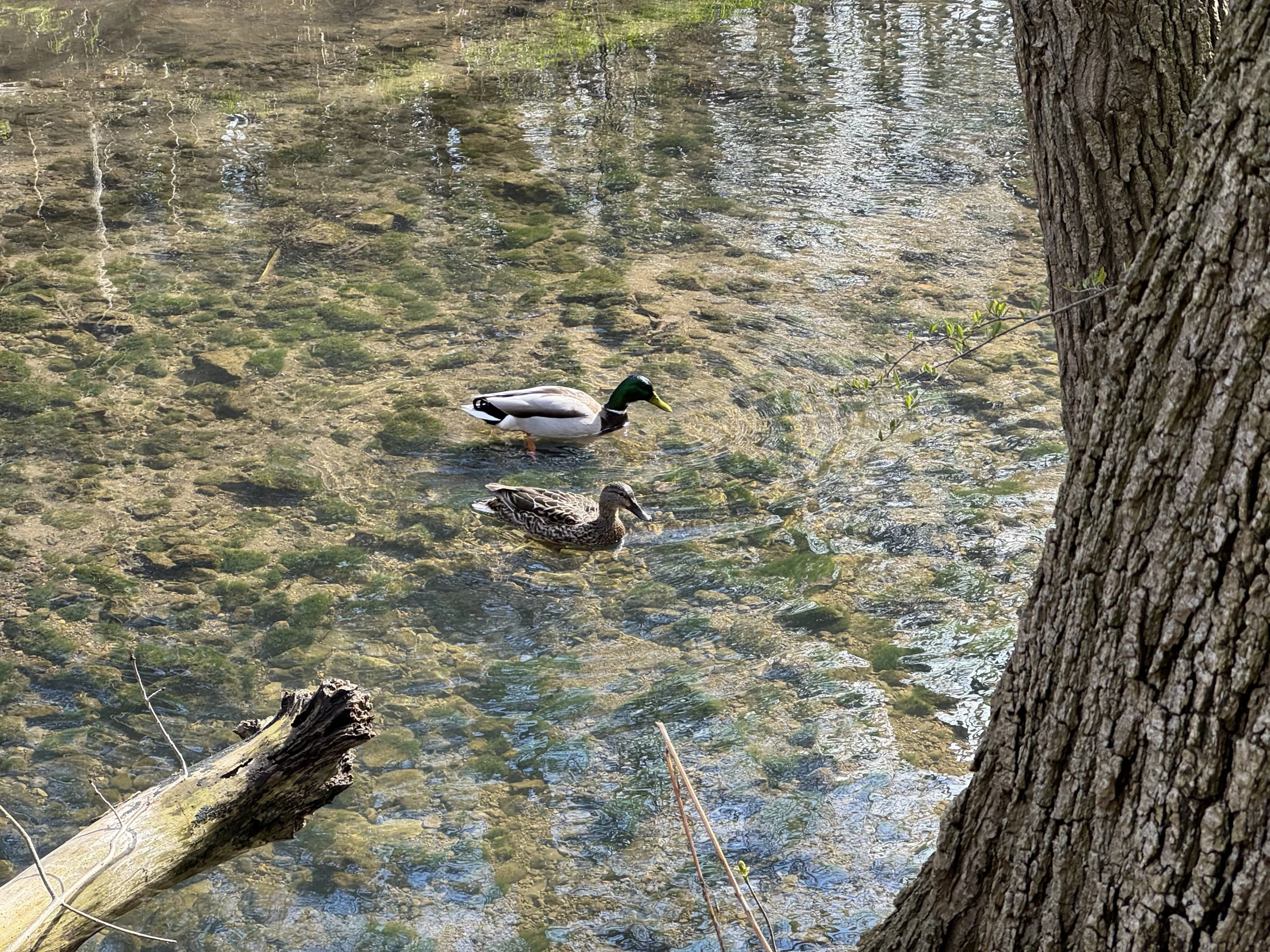 Avoca-Ducks