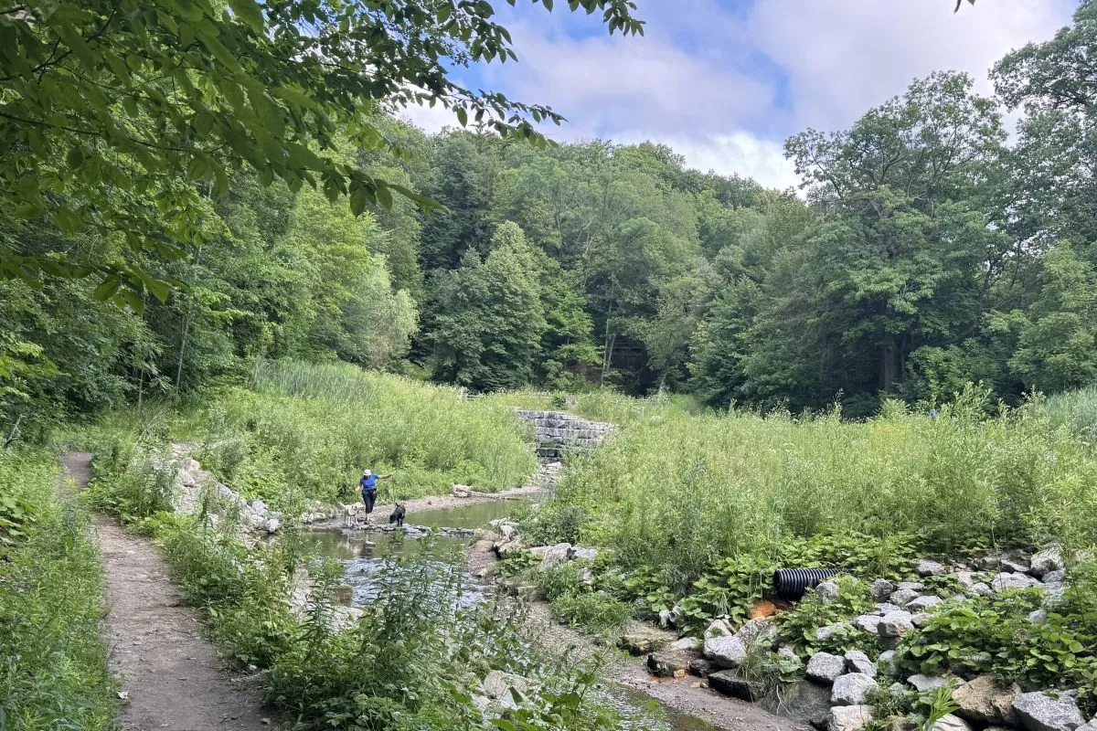 Person with dogs in stream beside path with trees in background.