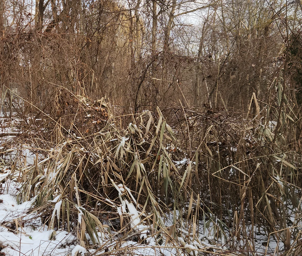 Dormant Phragmites (reeds) in winter with snow on the ground and tangled undergrowth and trees in background.