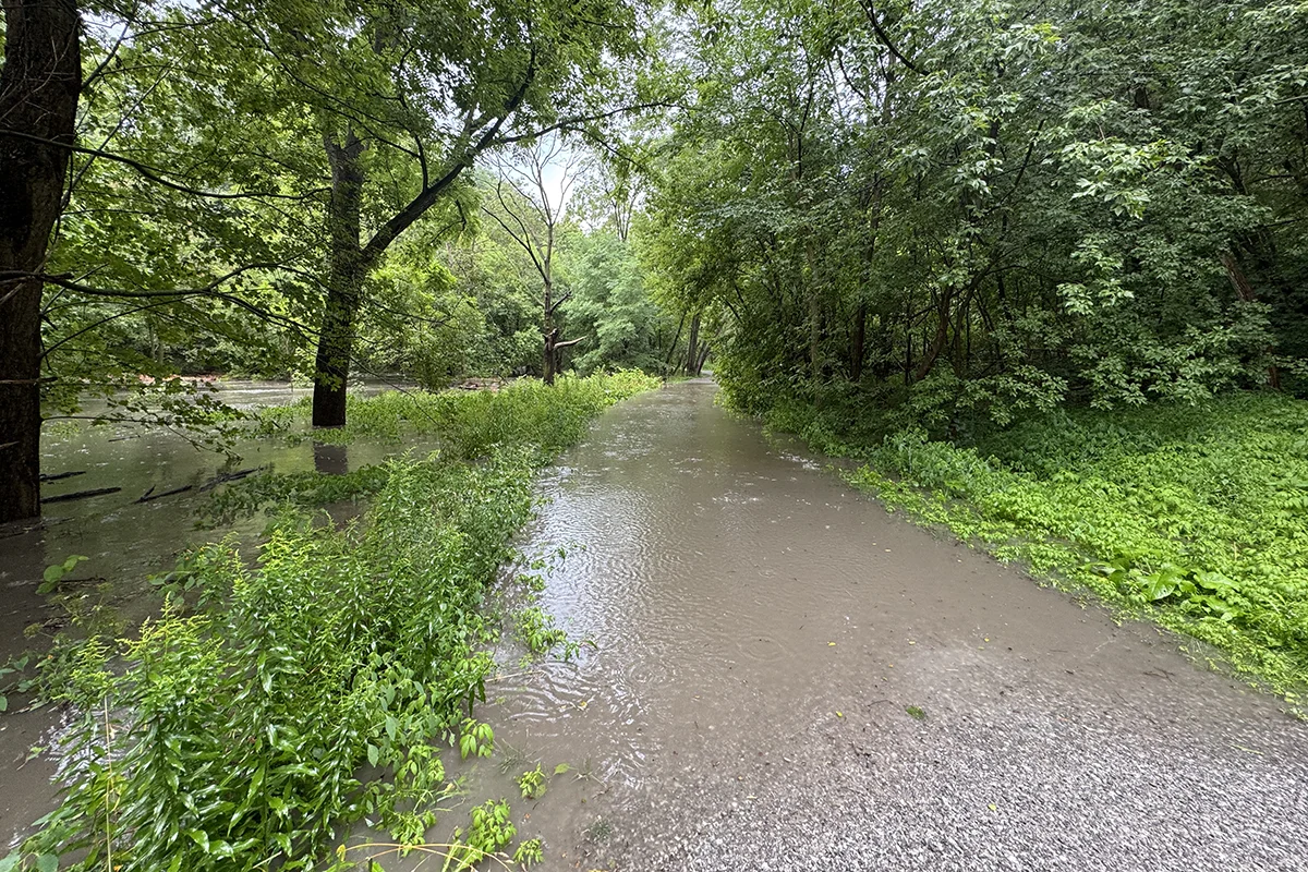 Muddy creek overflows its banks in wooded area after rainstorm