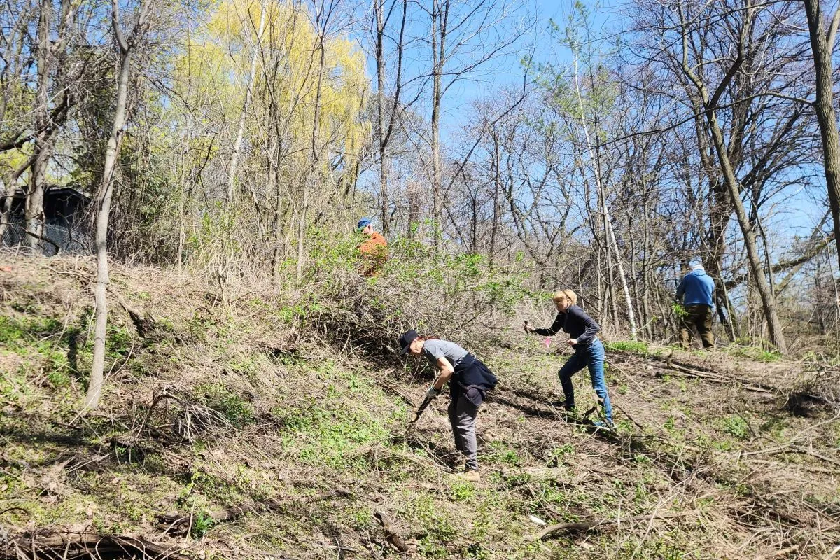 Volunteers working on Carstowe Road Park restoration