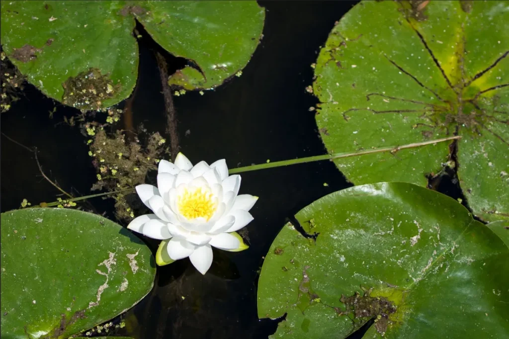 A white water lily blooms among green lily pads on dark water.