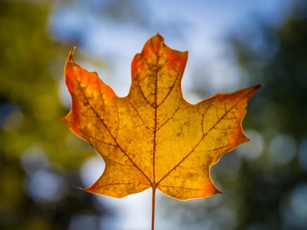 An orange autumn maple leaf is backlit against a softly blurred outdoor background.