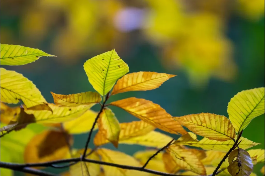 Sunlit yellow and green leaves on branches against a softly blurred background.