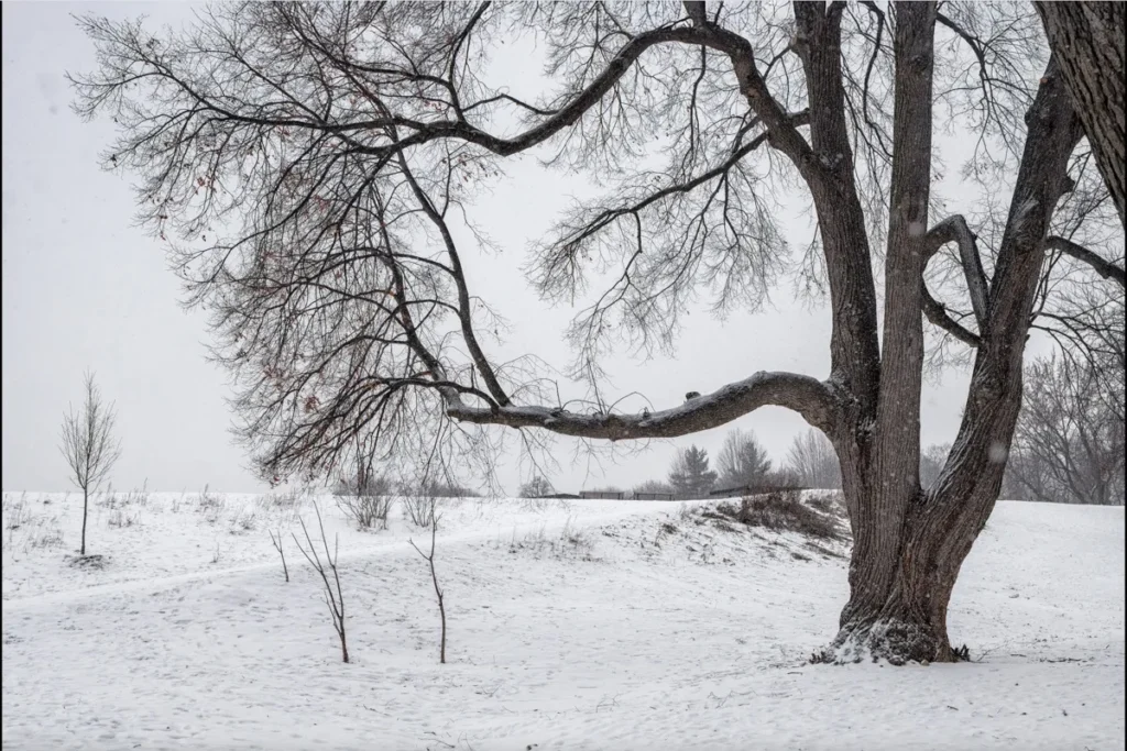 A large leafless tree stands in a snow-covered field beneath an overcast sky.