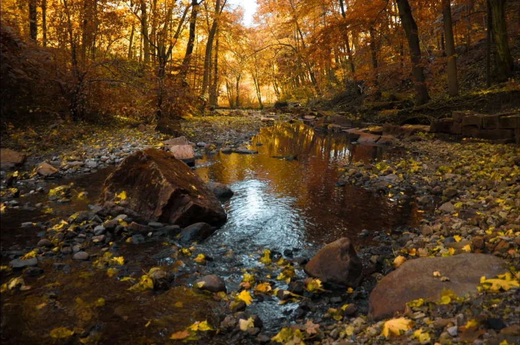 A shallow stream winds through a rocky forest in autumn, reflecting golden foliage.