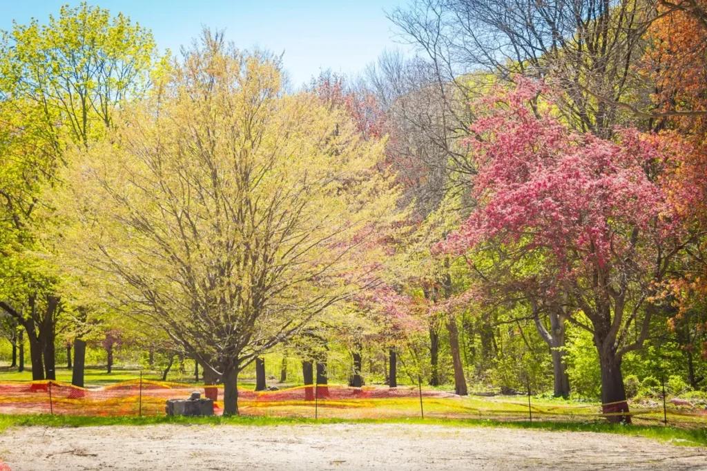 A sunlit park with yellow and pink autumn trees lining a path.