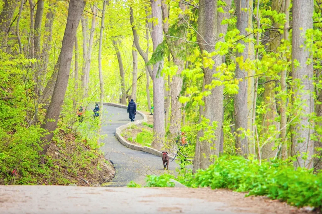 People walk along a winding paved path through a leafy forest.