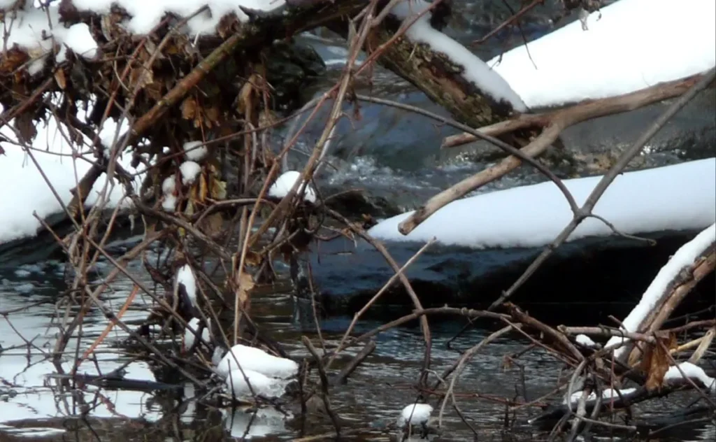 Snow-covered branches and debris lie tangled along the edge of a flowing river.