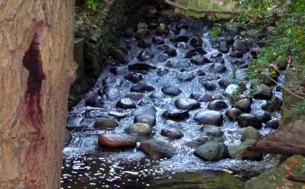 A rocky stream flows through a wooded area beside a tree marked with a dark red stain.