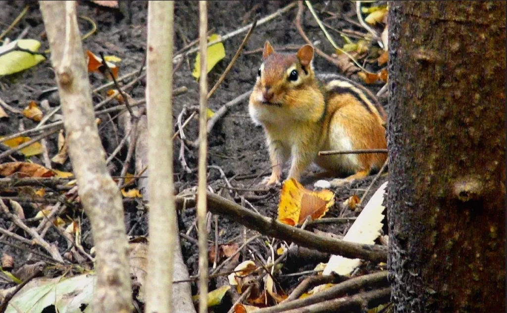 A chipmunk sits among fallen leaves and branches between tree trunks.