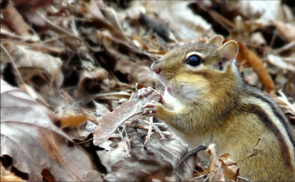 A chipmunk holds a leaf among dry leaves and twigs.