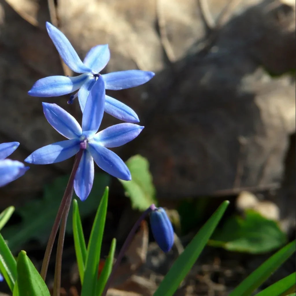 Blue star-shaped flowers on slender stems growing among rocks and green leaves.