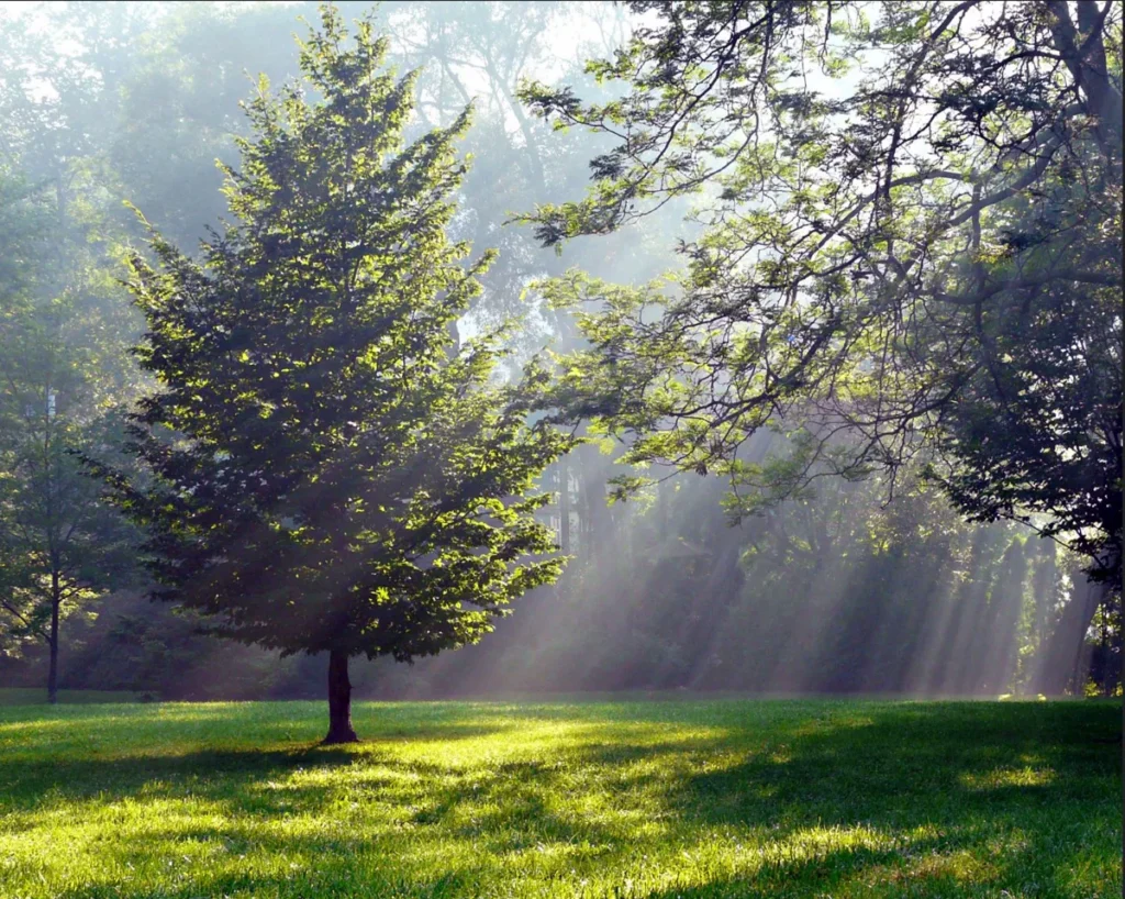 Sunlight streams through misty trees onto a grassy clearing in a forest.