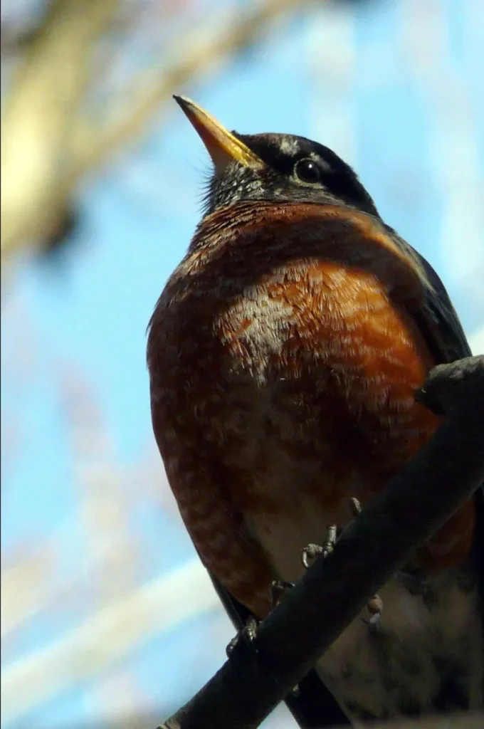 A robin perched on a dark branch against a soft blue sky.