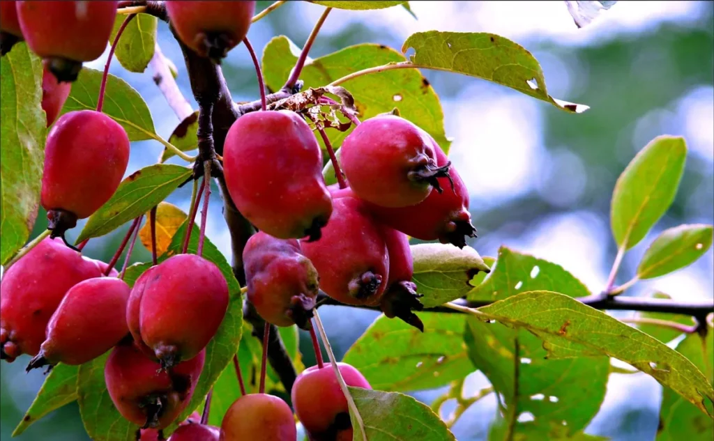 Clusters of small red apples hang among green leaves on a tree.