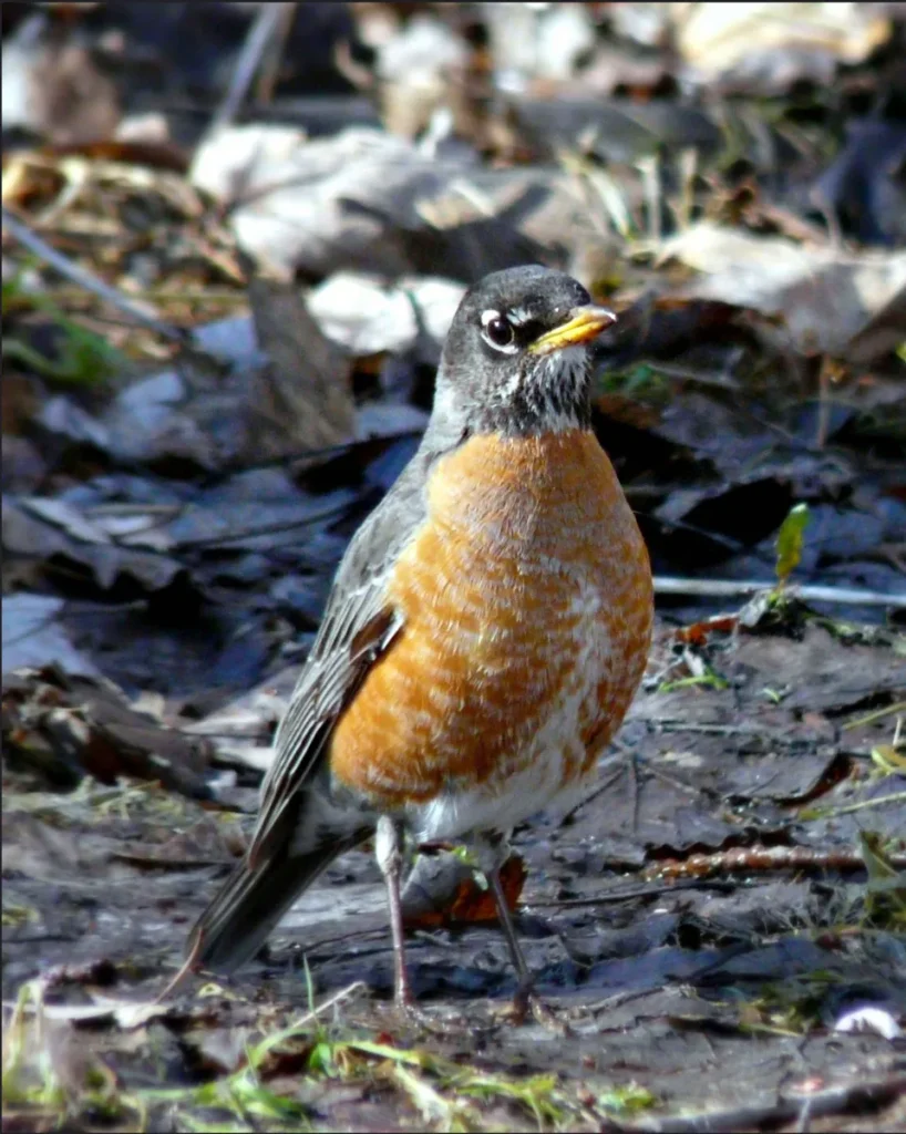 A robin with an orange breast stands among leaves and twigs.