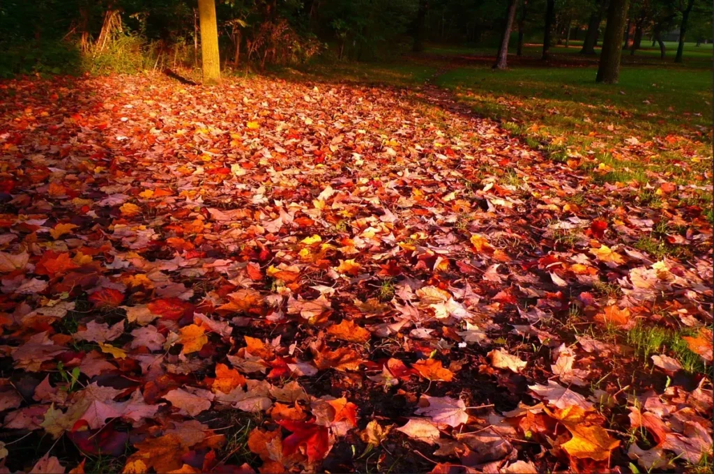A park path is blanketed with colorful autumn leaves beneath trees.