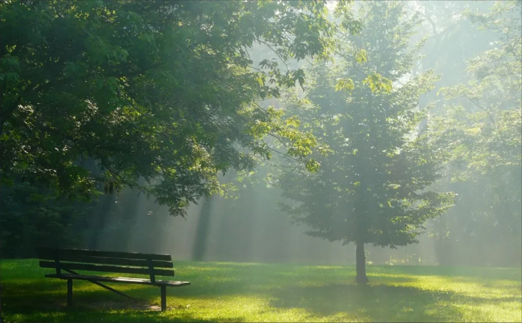 Sunlight filters through leafy trees onto a park bench in a misty green park.