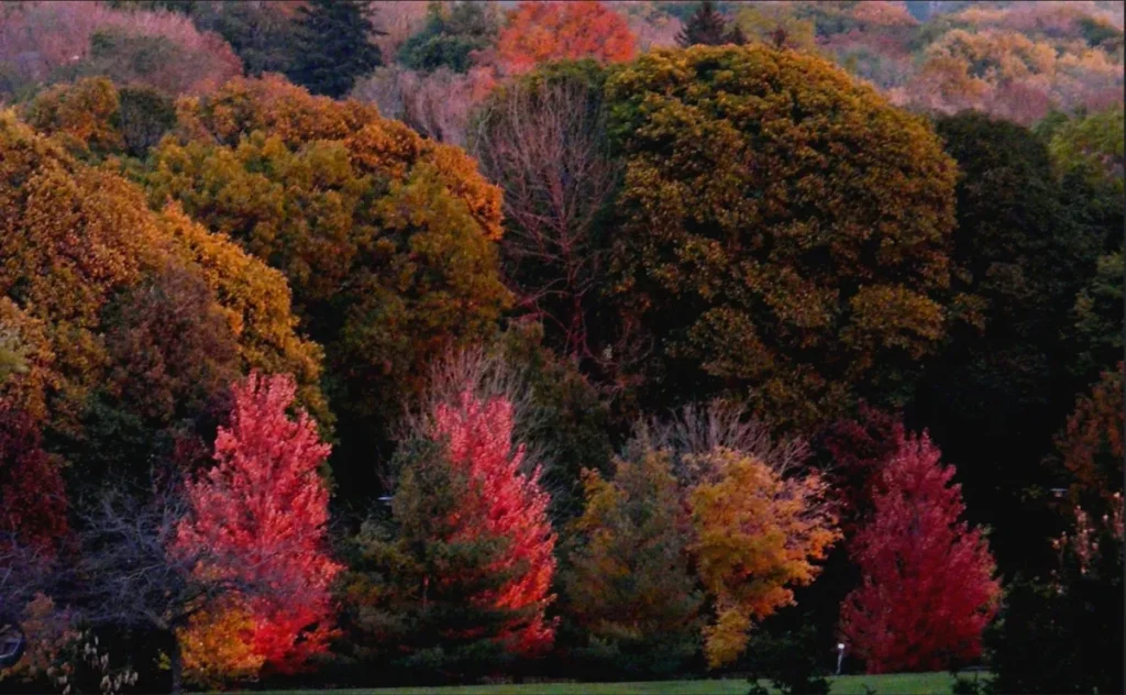 A hillside covered in colorful autumn foliage, with red, orange, yellow, and green trees.