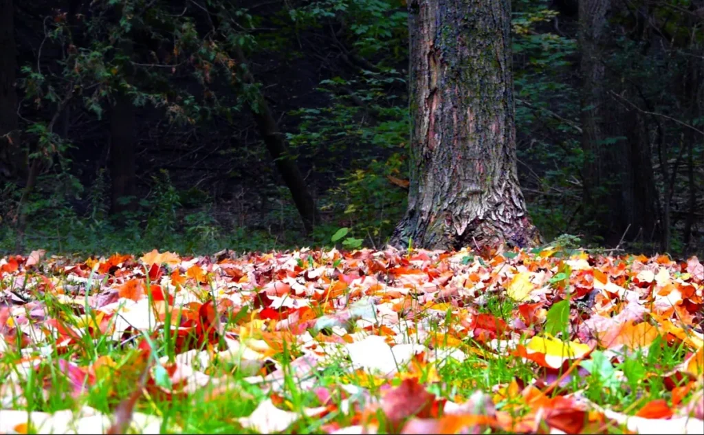 A large tree stands in a forest clearing carpeted with colorful fallen leaves.