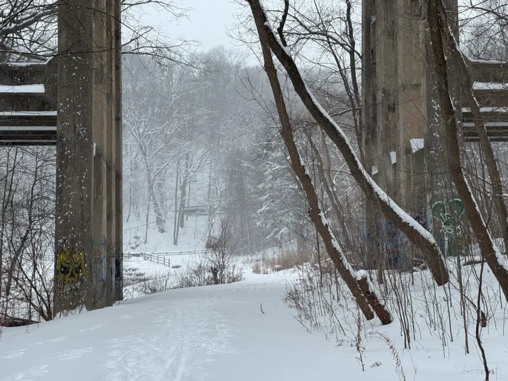 A snow-covered path winds through bare trees in a quiet winter forest.
