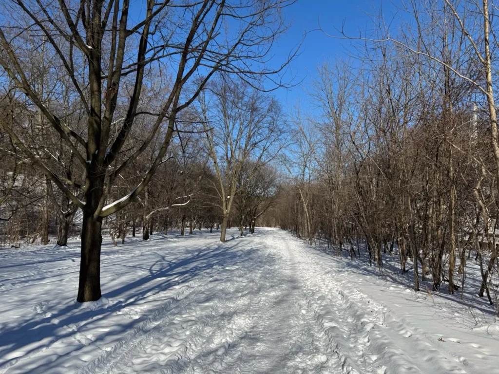 A snow-covered path winds through leafless trees beneath a clear blue sky.