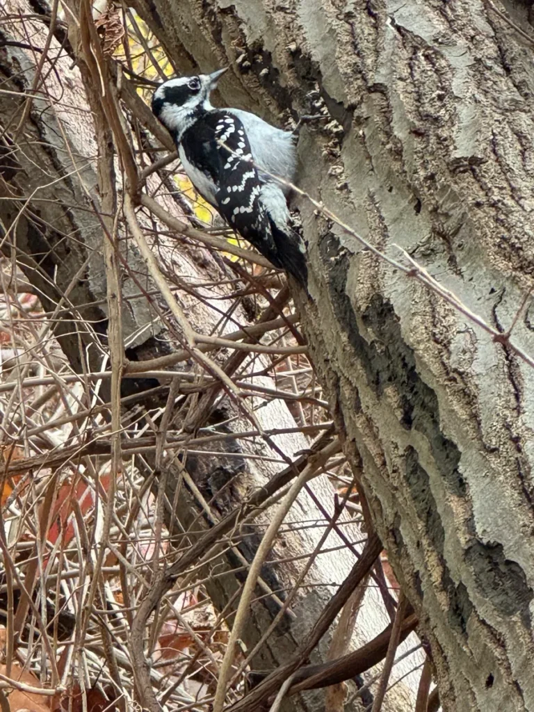 A black-and-white woodpecker clings to a tree trunk amid tangled branches.