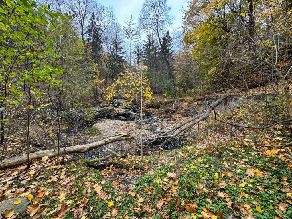 A fallen tree lies across a leaf-covered forest floor among autumn trees.