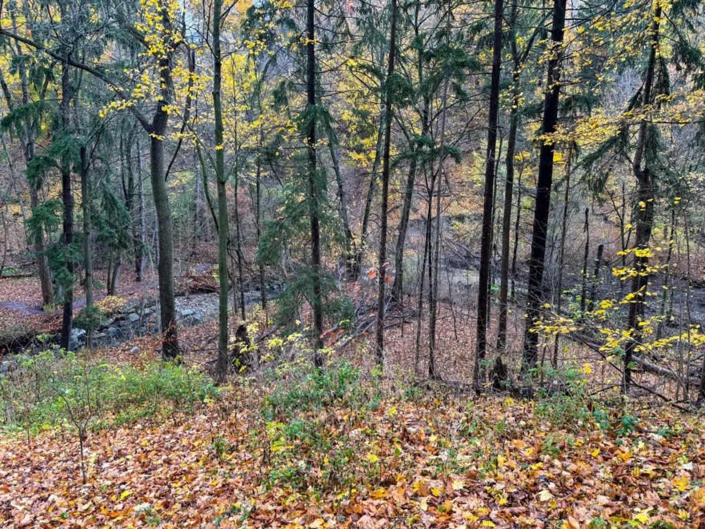 A wooded landscape in autumn with fallen leaves covering the ground and a small stream winding among the trees.