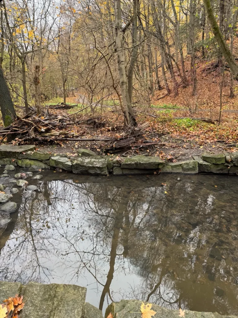 A quiet woodland stream reflects bare trees beside a leaf-covered bank and stone ledge.
