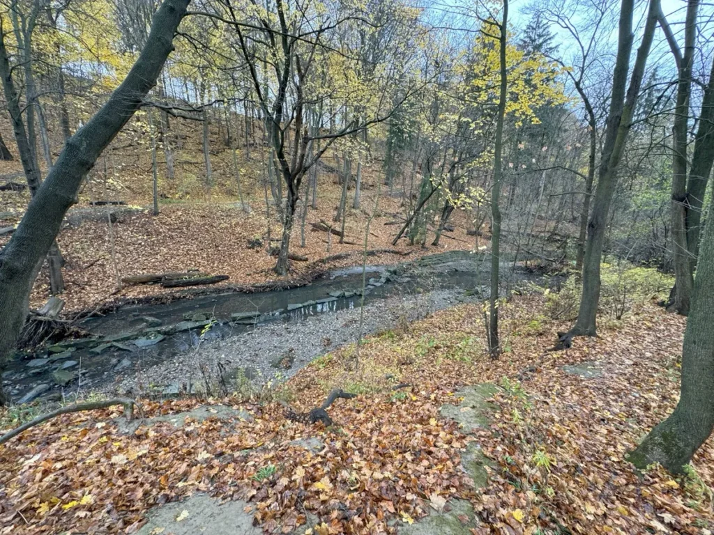 A leaf-covered woodland with bare trees surrounding a narrow stream.