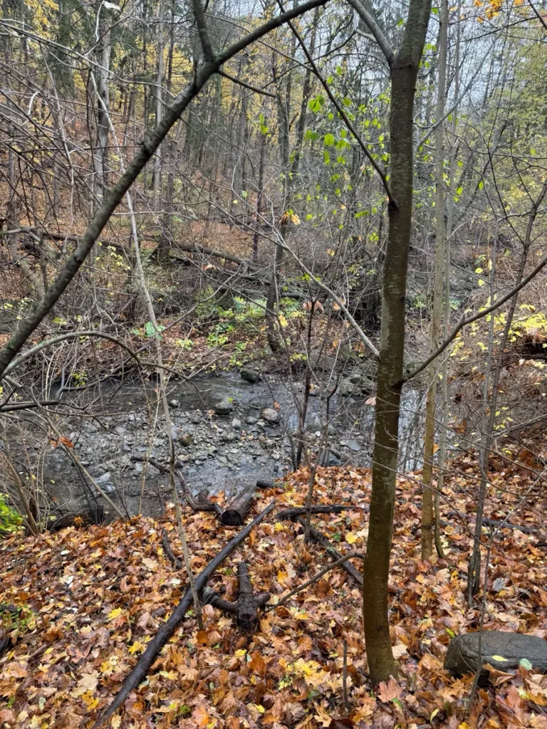 A shallow creek winds through a leaf-covered woodland with bare trees and scattered rocks.