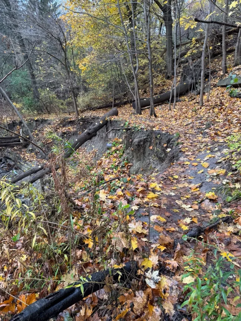 A leaf-covered woodland path winds through trees beside a small rocky stream.