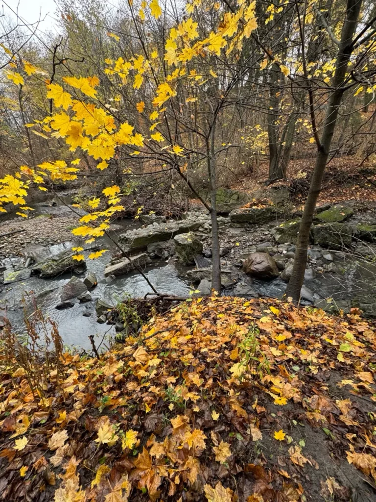 A rocky creek winds through an autumn forest beneath yellow leaves and fallen foliage.