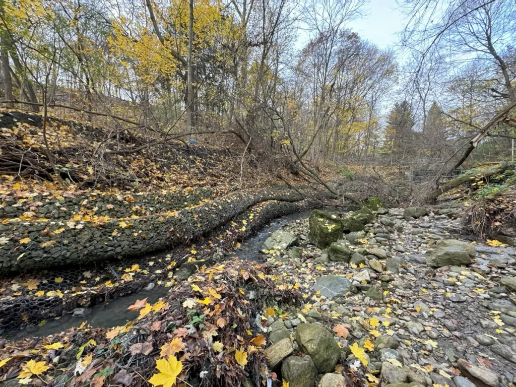 A shallow rocky creek winds through a leaf-covered woodland in autumn.