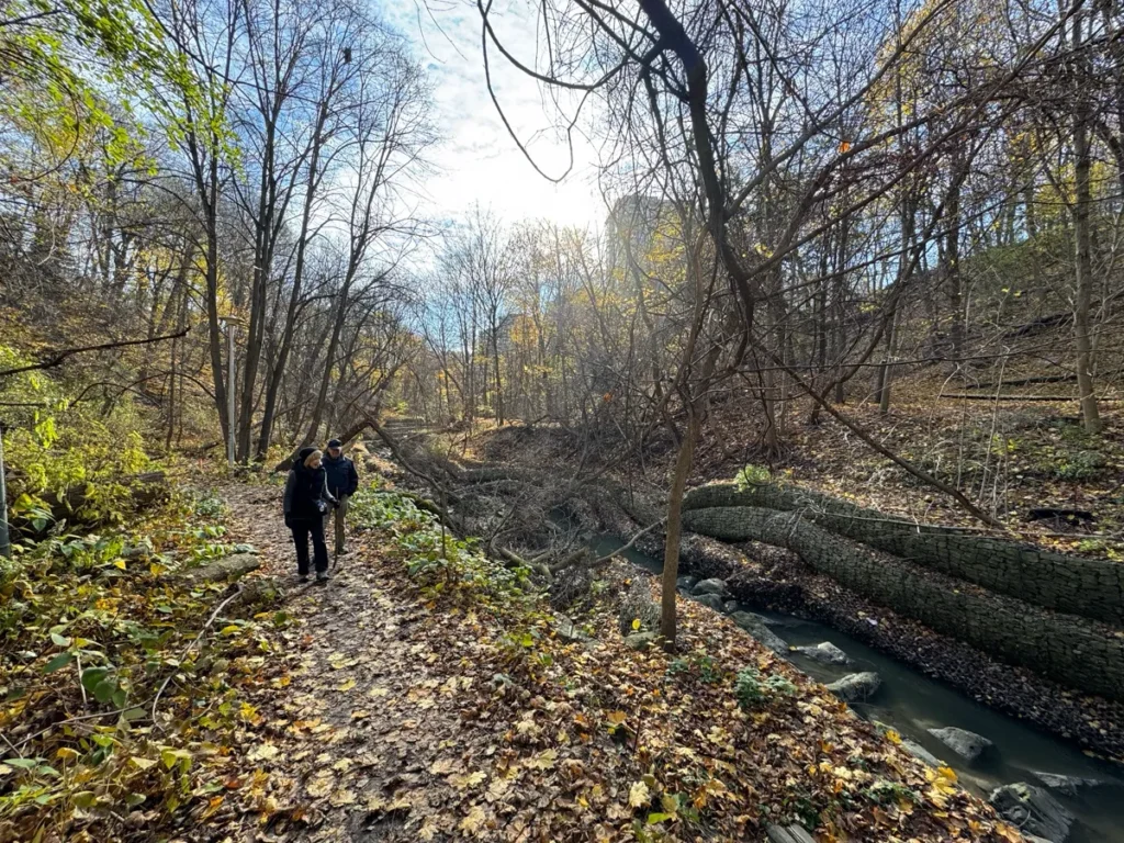 A person walks along a leaf-covered forest trail beside a narrow stream.
