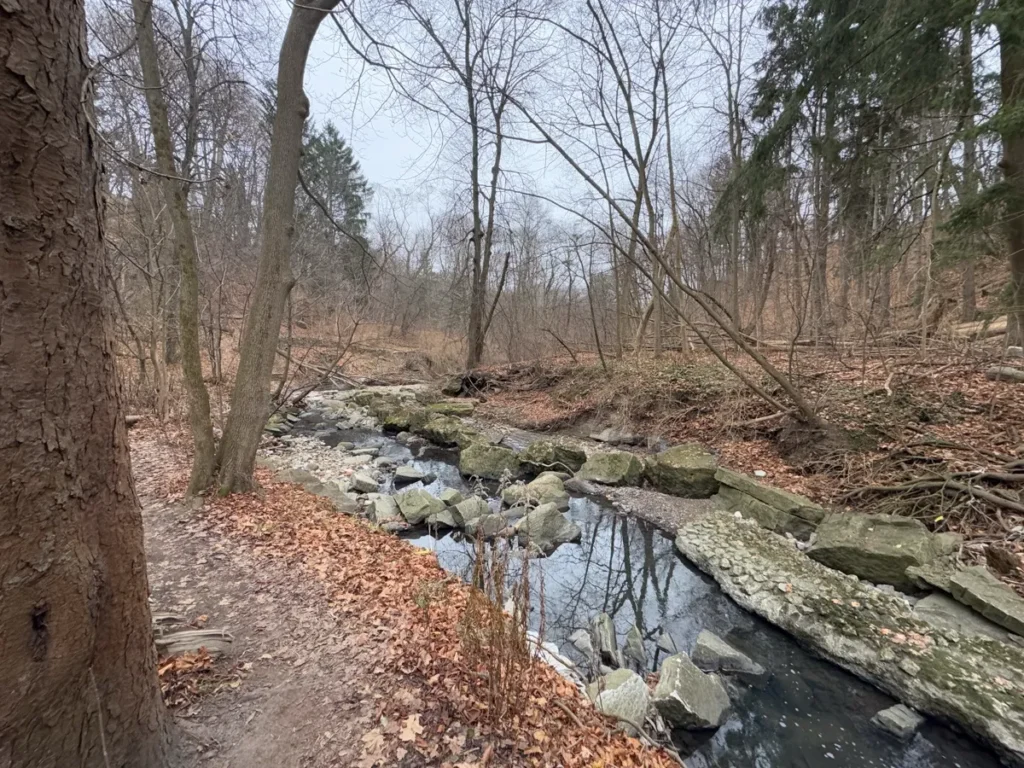 A rocky creek winds through a leaf-covered forest in late autumn.