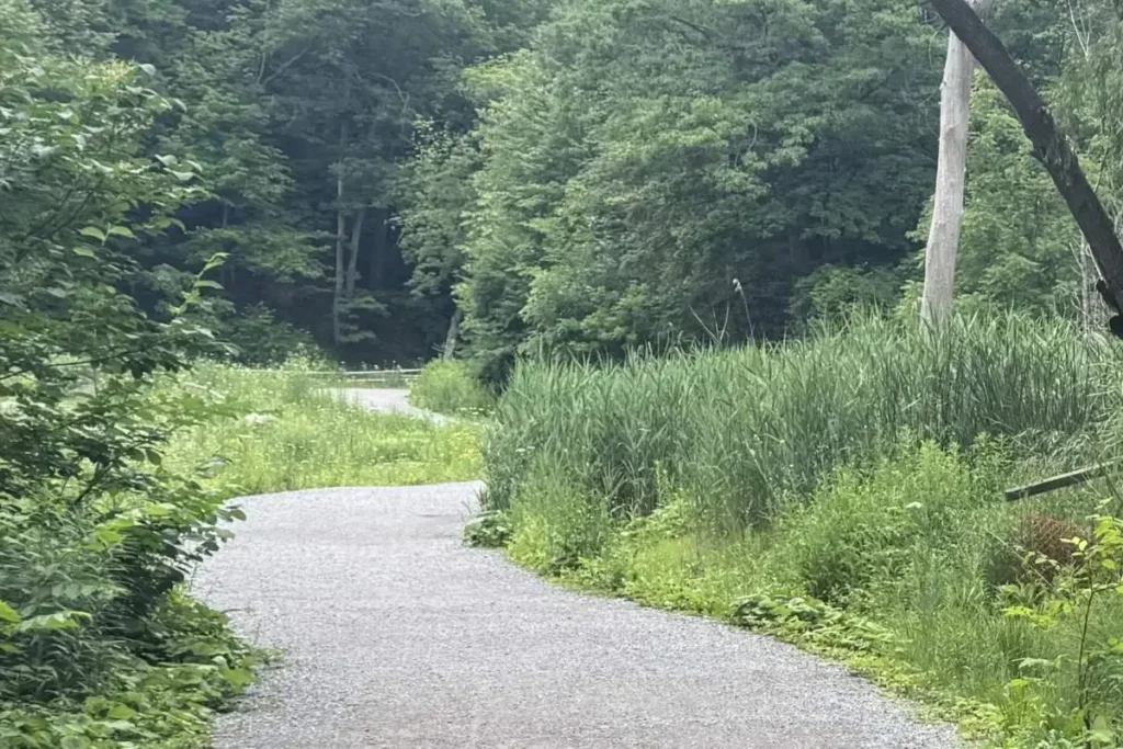 A gravel path curves through lush green vegetation and dense woodland.