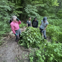 Four people gather around a leafy plant on a forest trail, examining it.