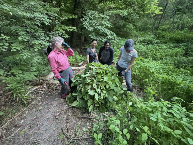 Four people gather around a leafy plant on a forest trail, examining it.