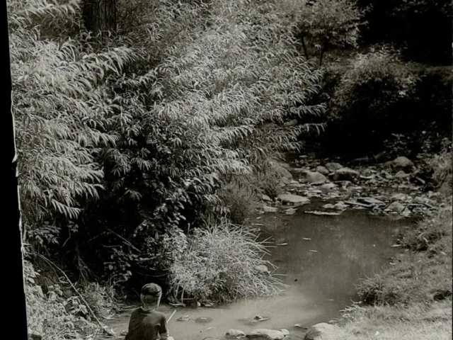 A person sits beside a shallow stream in a wooded area covered with ferns and brush.