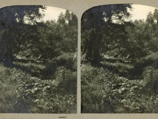 A vintage stereoscopic photograph shows a wooded landscape with dense undergrowth.