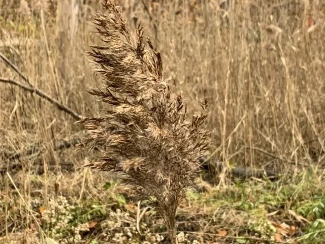 A dried brown plant stands among tall grasses and leaf litter in a woodland.