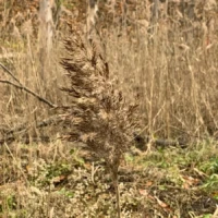 A dried brown plant stands among tall grasses and leaf litter in a woodland.