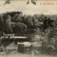 Vintage postcard of a wooded ravine with a small bridge, captioned “In the Ravine, Deer Park.”
