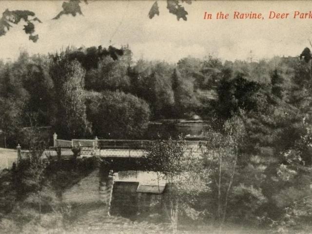 Vintage postcard of a wooded ravine with a small bridge, captioned “In the Ravine, Deer Park.”