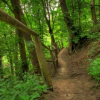 A narrow dirt path winds through a lush forest beside a rustic wooden handrail.