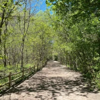 A sunlit dirt path winds through a leafy forest beside a wooden fence.